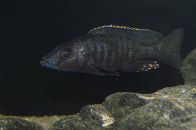 Stigmatochromis melanchros